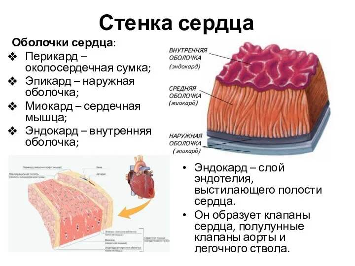 Стенка сердца Оболочки сердца: Перикард – околосердечная сумка; Эпикард – наружная оболочка; Миокард