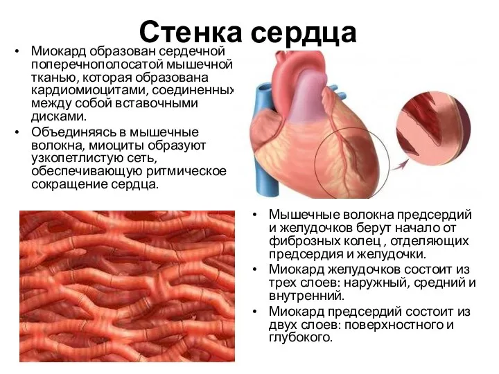 Стенка сердца Миокард образован сердечной поперечнополосатой мышечной тканью, которая образована кардиомиоцитами, соединенных между