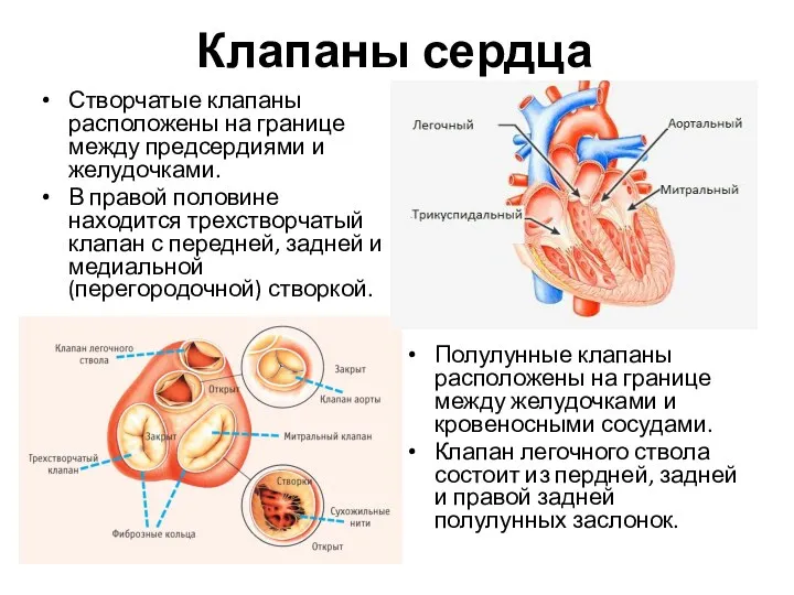 Клапаны сердца Створчатые клапаны расположены на границе между предсердиями и желудочками. В правой