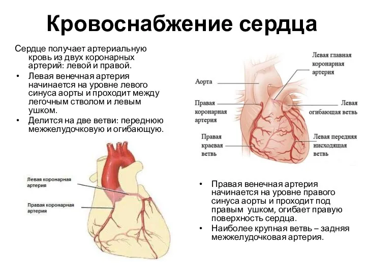 Кровоснабжение сердца Сердце получает артериальную кровь из двух коронарных артерий: левой и правой.