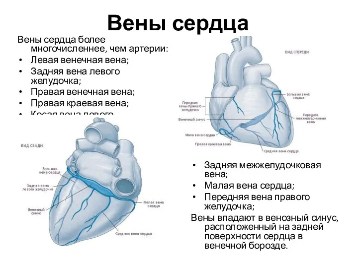 Вены сердца Вены сердца более многочисленнее, чем артерии: Левая венечная вена; Задняя вена