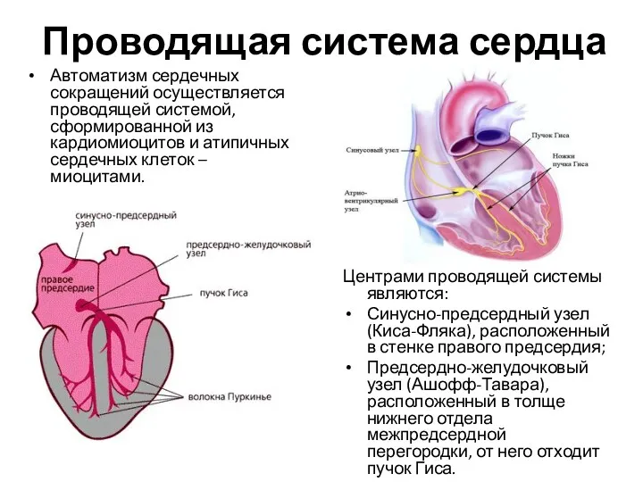 Проводящая система сердца Автоматизм сердечных сокращений осуществляется проводящей системой, сформированной из кардиомиоцитов и