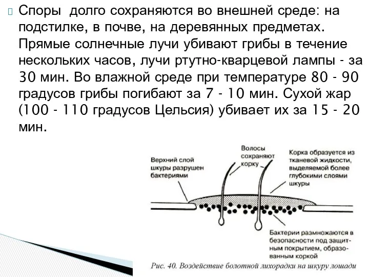 Споры долго сохраняются во внешней среде: на подстилке, в почве,