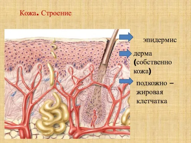 Кожа. Строение эпидермис дерма (собственно кожа) подкожно – жировая клетчатка