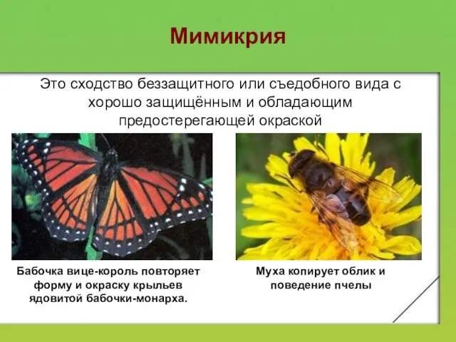Мимикрия Бабочка вице-король повторяет форму и окраску крыльев ядовитой бабочки-монарха.