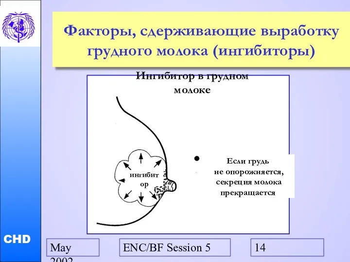 May 2002 ENC/BF Session 5 Факторы, сдерживающие выработку грудного молока (ингибиторы) ингибитор Если