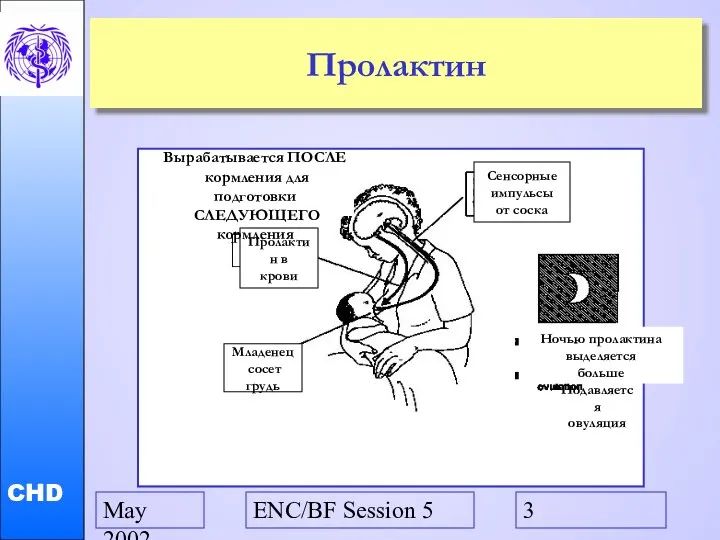 May 2002 ENC/BF Session 5 Пролактин Младенец сосет грудь Пролактин в крови Сенсорные
