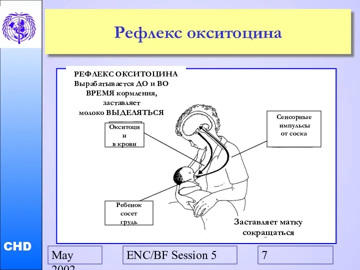 May 2002 ENC/BF Session 5 Рефлекс окситоцина Заставляет матку сокращаться Окситоцин в крови