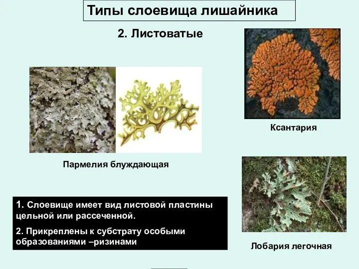 Ксантария Пармелия блуждающая Лобария легочная 1. Слоевище имеет вид листовой пластины цельной или