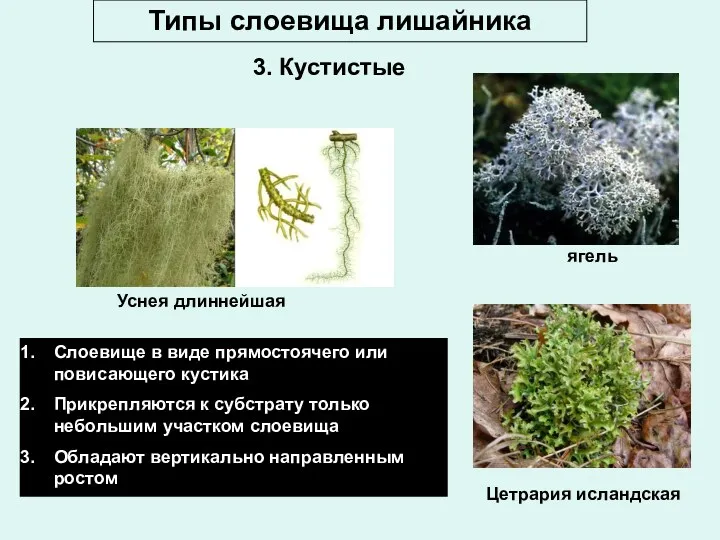 Типы слоевища лишайника Уснея длиннейшая ягель Цетрария исландская Слоевище в