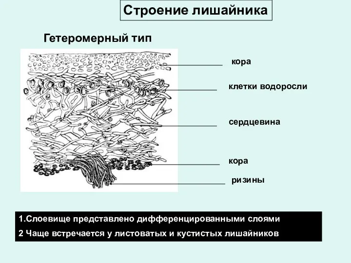 кора клетки водоросли сердцевина кора ризины 1.Слоевище представлено дифференцированными слоями