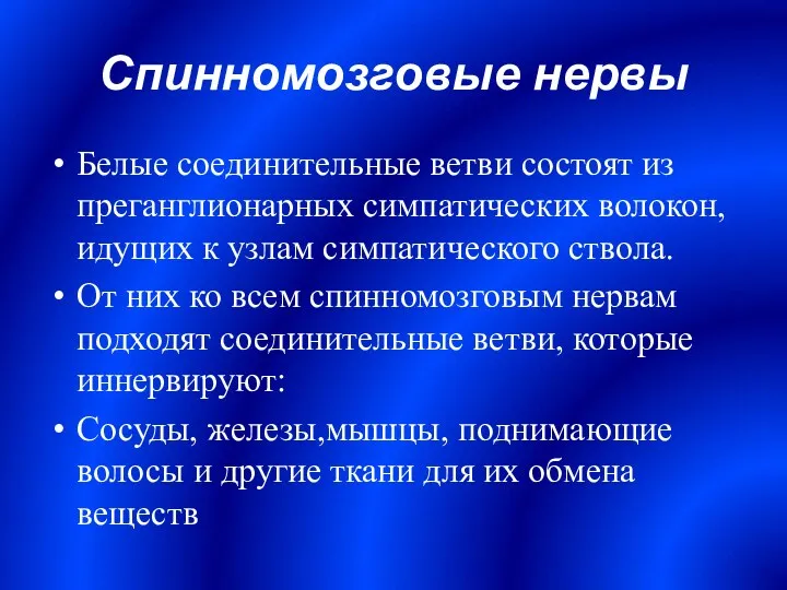 Спинномозговые нервы Белые соединительные ветви состоят из преганглионарных симпатических волокон,