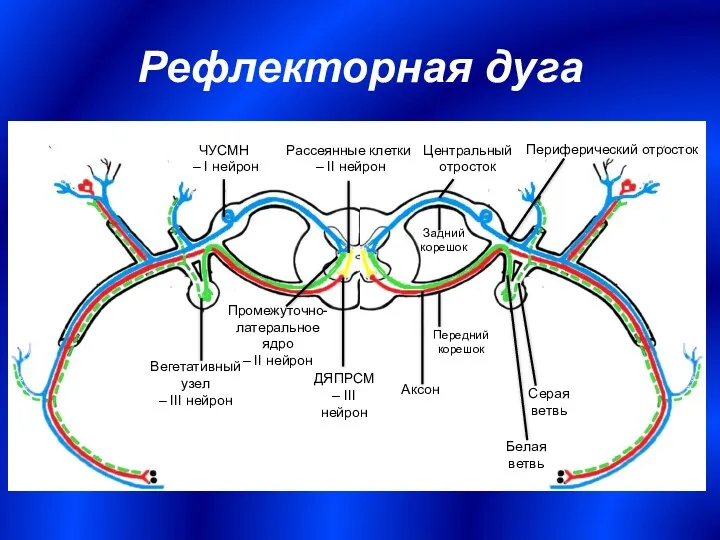 Рефлекторная дуга ЧУСМН – I нейрон Вегетативный узел – III