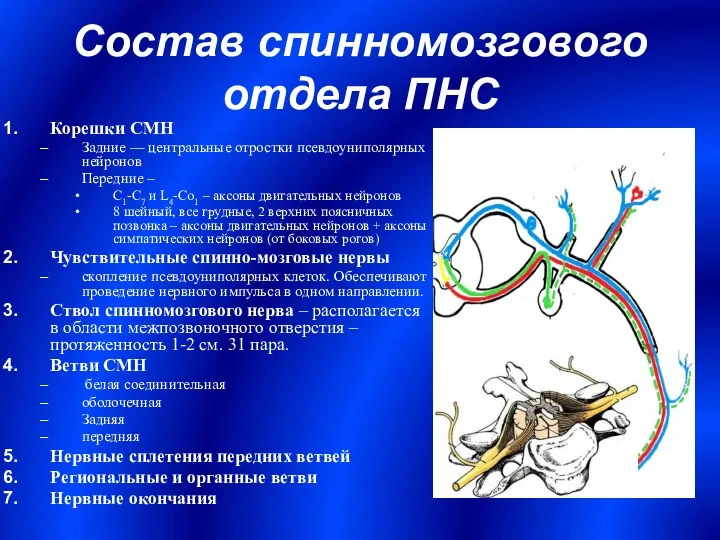 Состав спинномозгового отдела ПНС Корешки СМН Задние –– центральные отростки