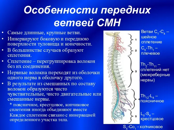 Особенности передних ветвей СМН Самые длинные, крупные ветви. Иннервируют боковую