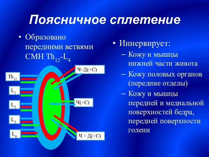 Поясничное сплетение Иннервирует: Кожу и мышцы нижней части живота Кожу