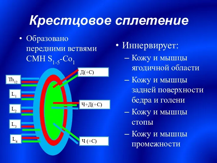 Крестцовое сплетение Иннервирует: Кожу и мышцы ягодичной области Кожу и