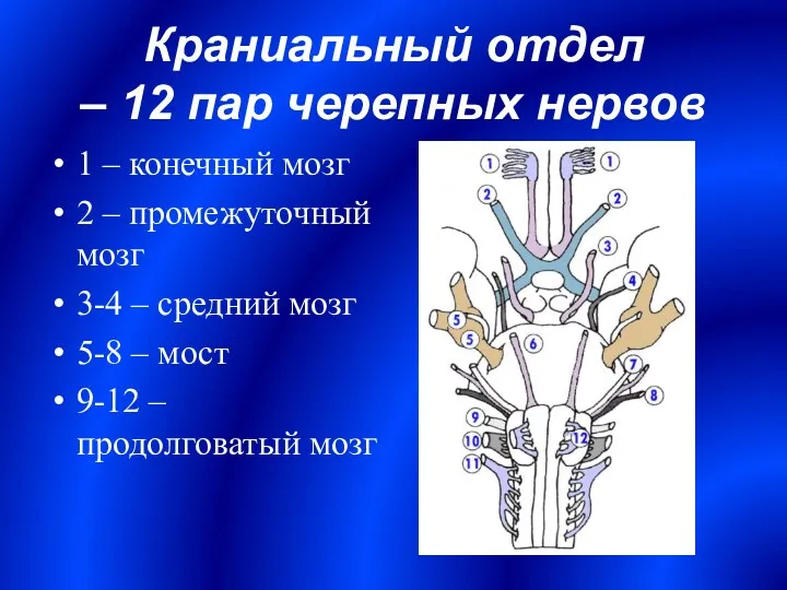 Краниальный отдел – 12 пар черепных нервов 1 – конечный