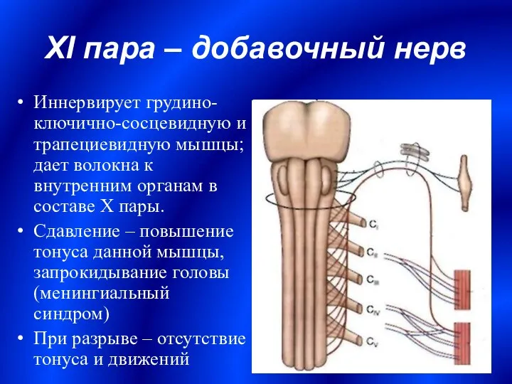 XI пара – добавочный нерв Иннервирует грудино-ключично-сосцевидную и трапециевидную мышцы;