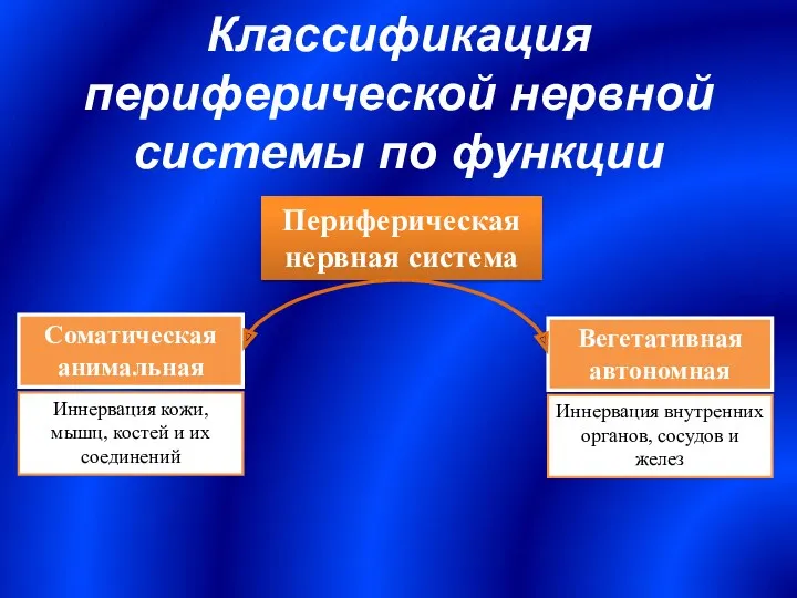 Классификация периферической нервной системы по функции Периферическая нервная система Соматическая