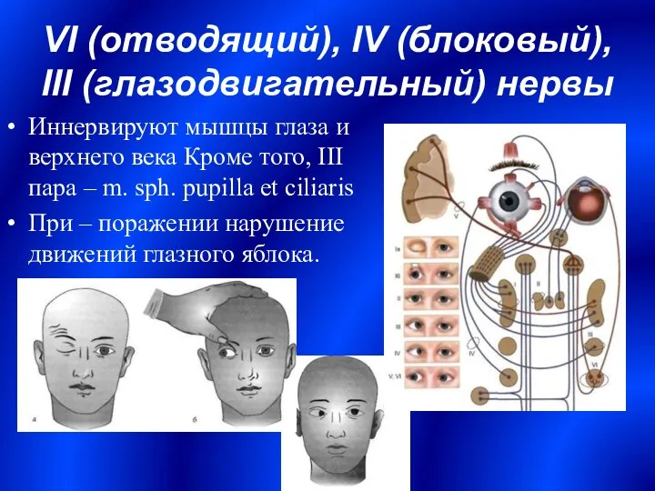 VI (отводящий), IV (блоковый), III (глазодвигательный) нервы Иннервируют мышцы глаза