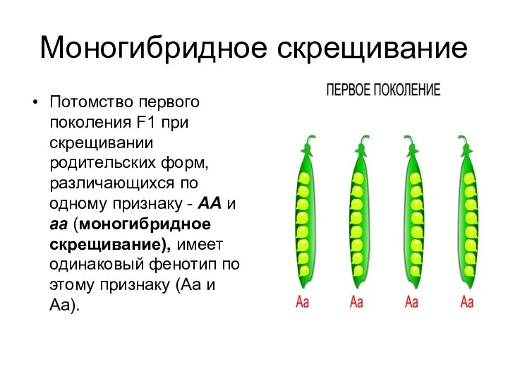 Моногибридное скрещивание Потомство первого поколения F1 при скрещивании родительских форм,