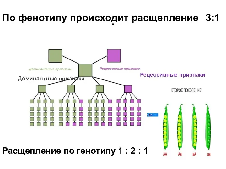 . Рецессивные признаки Доминантные признаки По фенотипу происходит расщепление 3:1