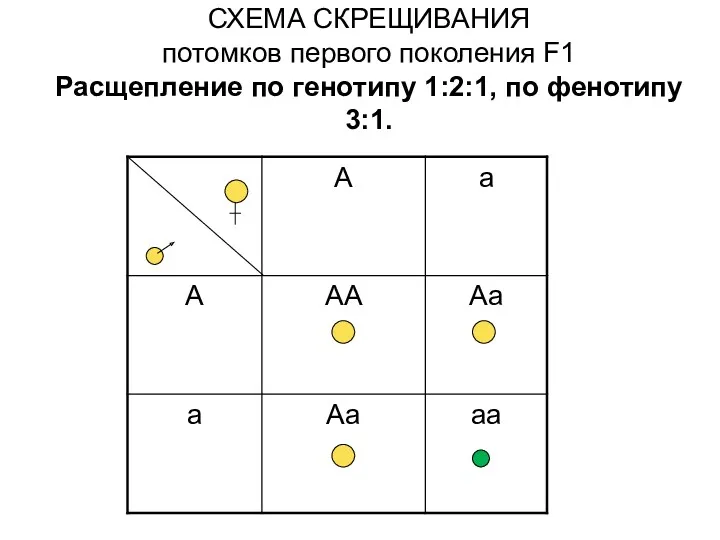 СХЕМА СКРЕЩИВАНИЯ потомков первого поколения F1 Расщепление по генотипу 1:2:1, по фенотипу 3:1.