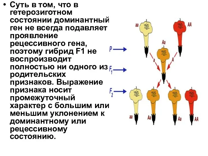 Суть в том, что в гетерозиготном состоянии доминантный ген не