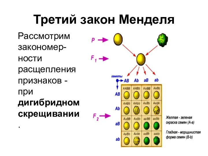 Третий закон Менделя Рассмотрим закономер-ности расщепления признаков -при дигибридном скрещивании.