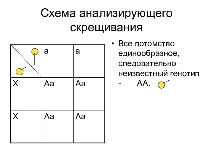 Схема анализирующего скрещивания Все потомство единообразное, следовательно неизвестный генотип - АА.