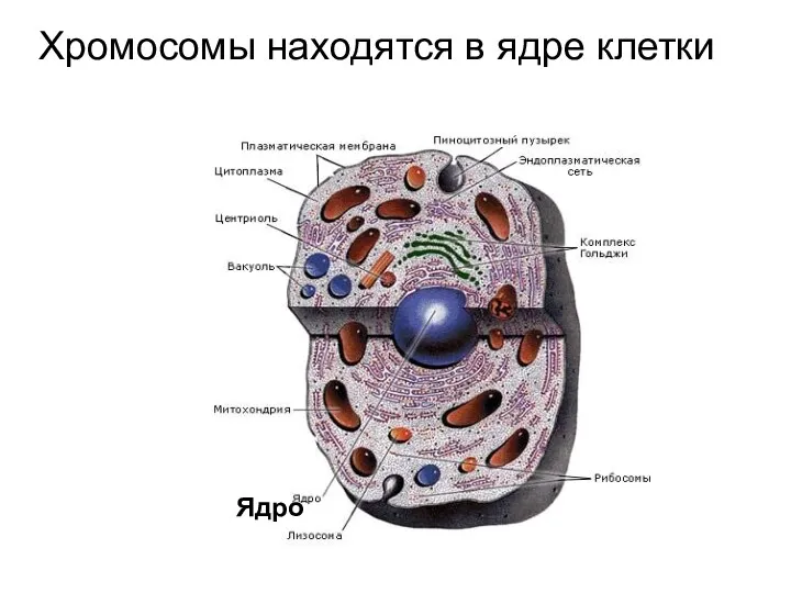 Хромосомы находятся в ядре клетки Ядро