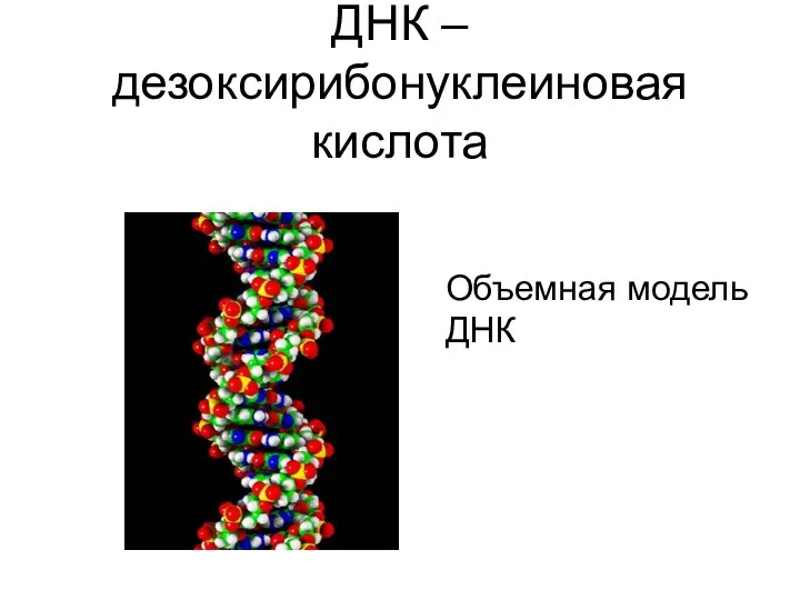 ДНК – дезоксирибонуклеиновая кислота Объемная модель ДНК