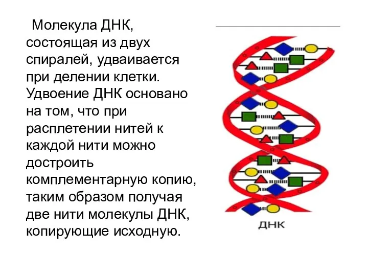 Молекула ДНК, состоящая из двух спиралей, удваивается при делении клетки.
