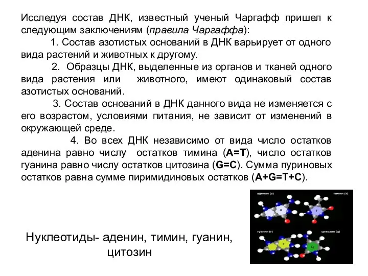 Нуклеотиды- аденин, тимин, гуанин, цитозин Исследуя состав ДНК, известный ученый