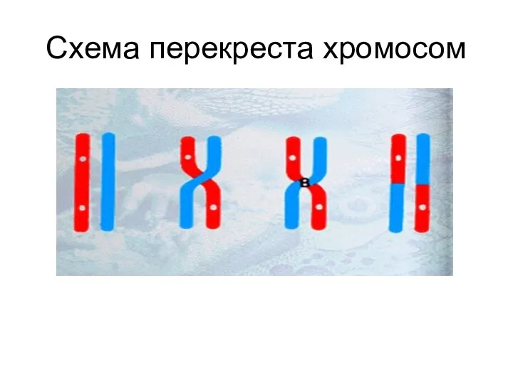 Схема перекреста хромосом