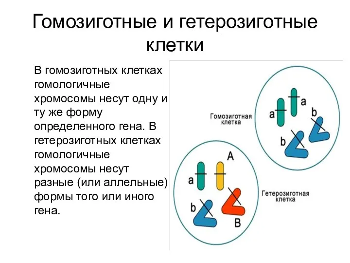 Гомозиготные и гетерозиготные клетки В гомозиготных клетках гомологичные хромосомы несут