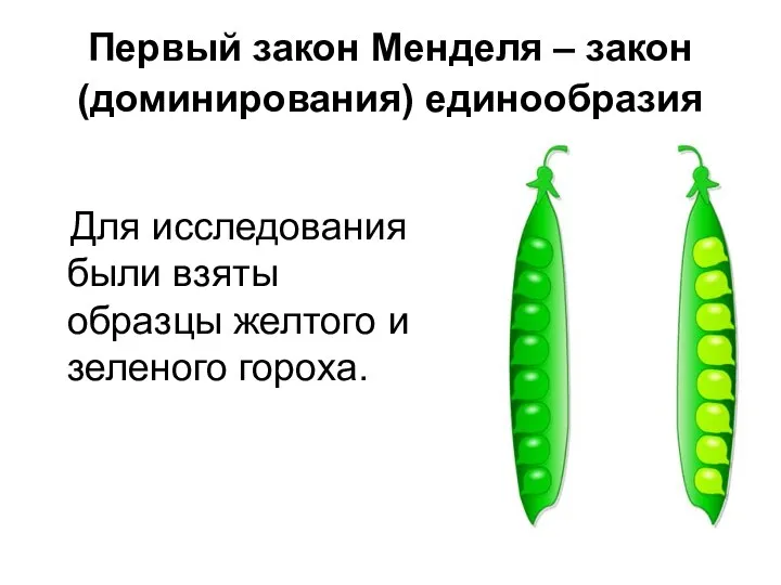 Первый закон Менделя – закон (доминирования) единообразия Для исследования были взяты образцы желтого и зеленого гороха.