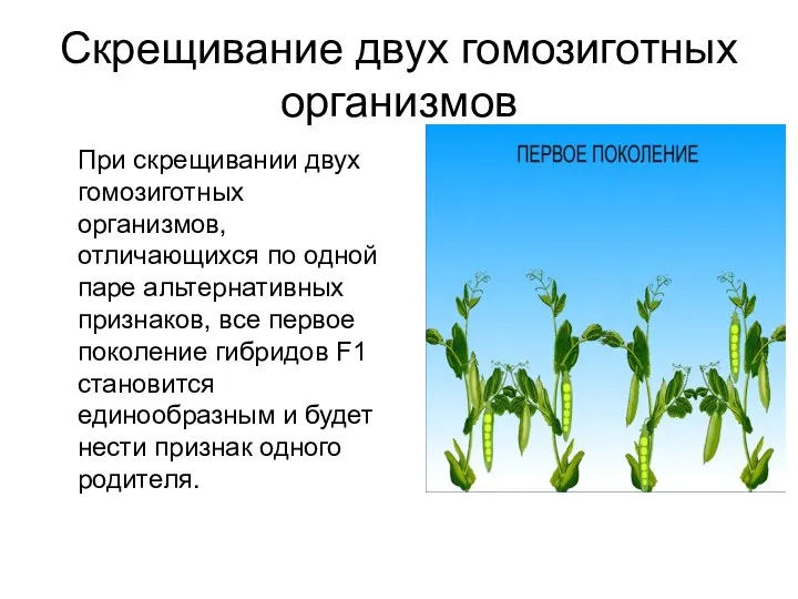 Скрещивание двух гомозиготных организмов При скрещивании двух гомозиготных организмов, отличающихся