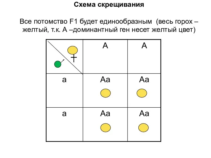 Схема скрещивания Все потомство F1 будет единообразным (весь горох –