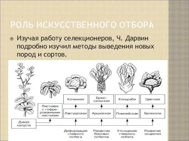 РОЛЬ ИСКУССТВЕННОГО ОТБОРА Изучая работу селекционеров, Ч. Дарвин подробно изучил методы выведения новых пород и сортов.