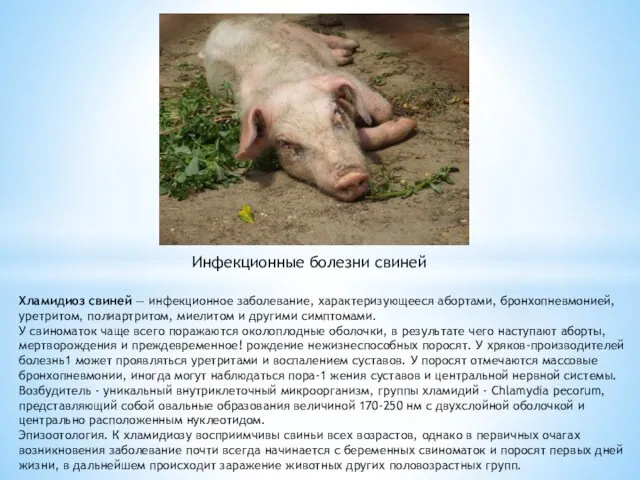 Хламидиоз свиней — инфекционное заболевание, характеризующее­ся абортами, бронхопневмонией, уретритом, полиартритом, миелитом и другими