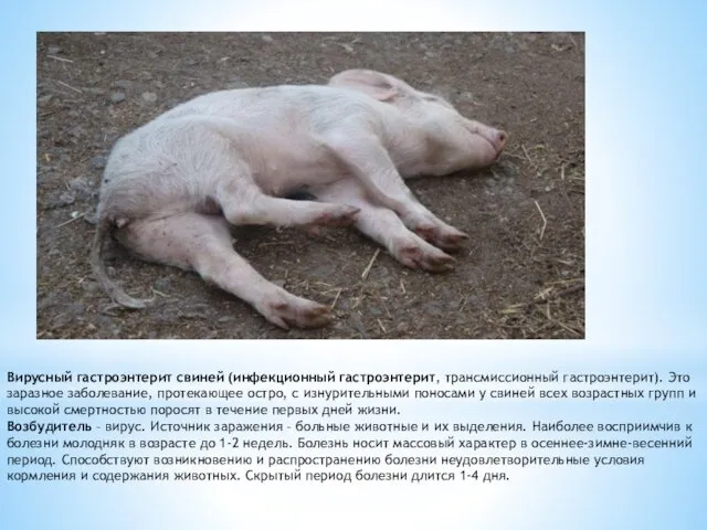 Вирусный гастроэнтерит свиней (инфекционный гастроэнтерит, трансмиссионный гастроэнтерит). Это заразное заболевание, протекающее остро, с