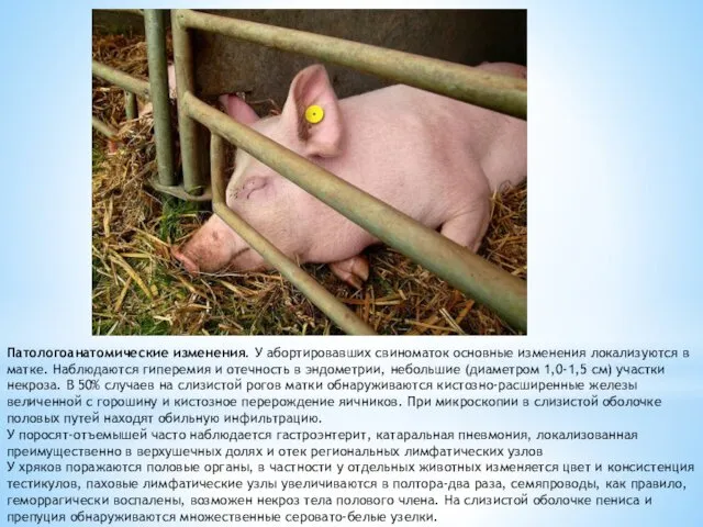 Патологоанатомические изменения. У абортировавших свинома­ток основные изменения локализуются в матке.