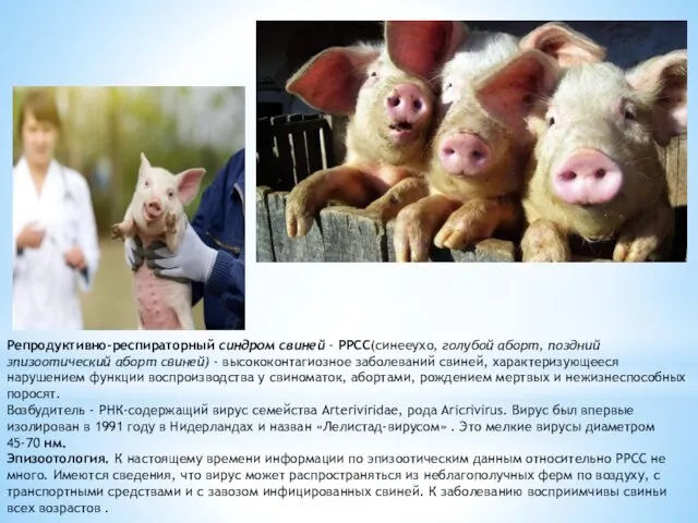 Репродуктивно-респираторный синдром свиней - РРСС(синееухо, голубой аборт, поздний эпизоотический аборт свиней) - высококонта­гиозное