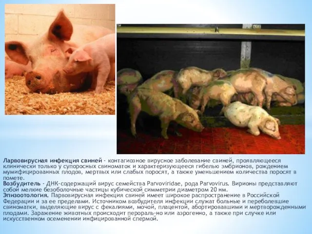 Ларвовирусная инфекция свиней - контагиозное вирусное заболе­вание свиней, проявляющееся клинически
