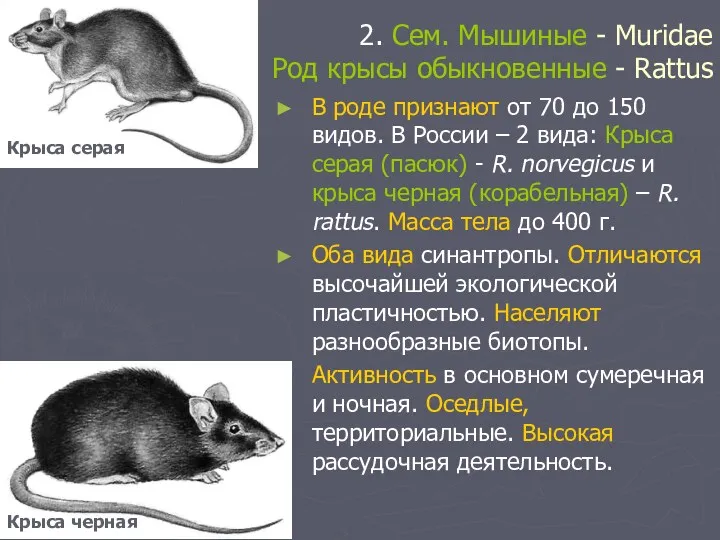 2. Сем. Мышиные - Muridae Род крысы обыкновенные - Rattus