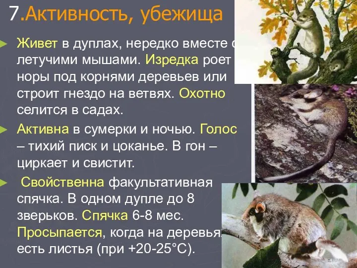 7.Активность, убежища Живет в дуплах, нередко вместе с летучими мышами.