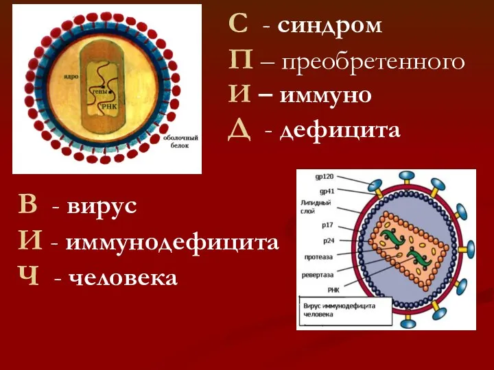 В - вирус И - иммунодефицита Ч - человека С - синдром П