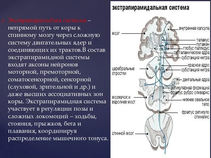 Экстрапирамидная система – непрямой путь от коры к спинному мозгу